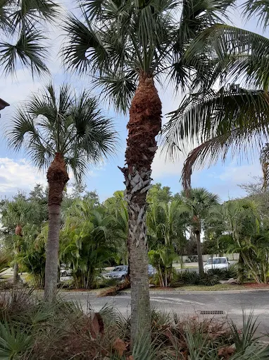 Professionally trimmed trees and shrubs