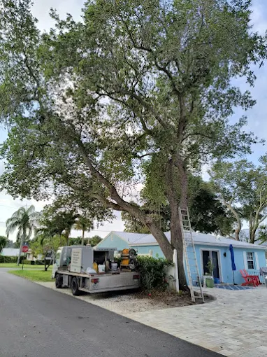 Tree and shrub care at a Stuart property